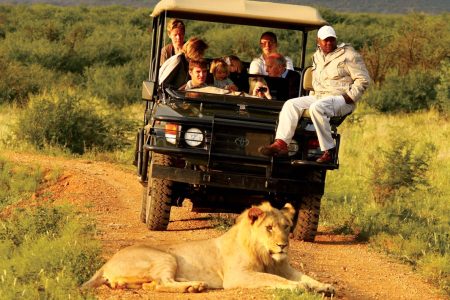 Dünya Üzerinde En İyi Safari Turları: Keşfedilmesi Gereken Yerler